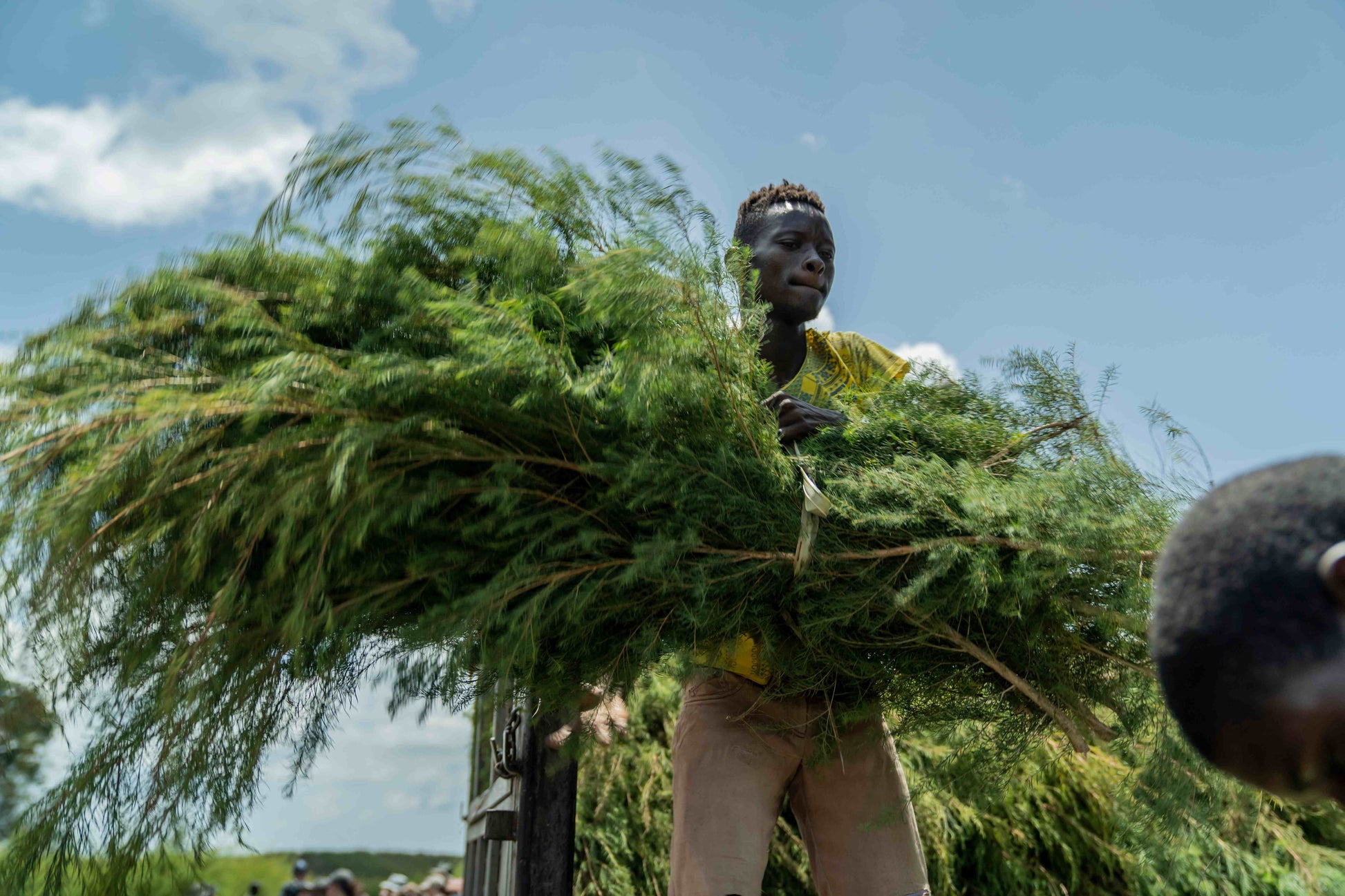 3X Impact Tea Tree, Kenya 3