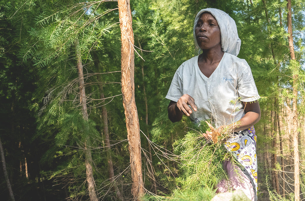 Doterra Teafa (Tea tree) illóolaj 15 ml