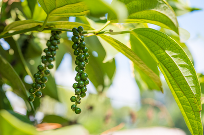Doterra feketebors black pepper illóolaj