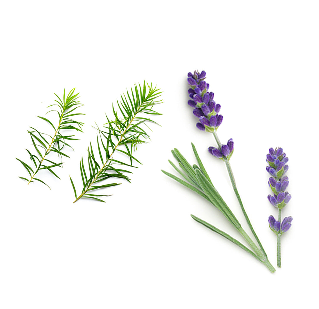 Doterra baby popsikrém összetevői